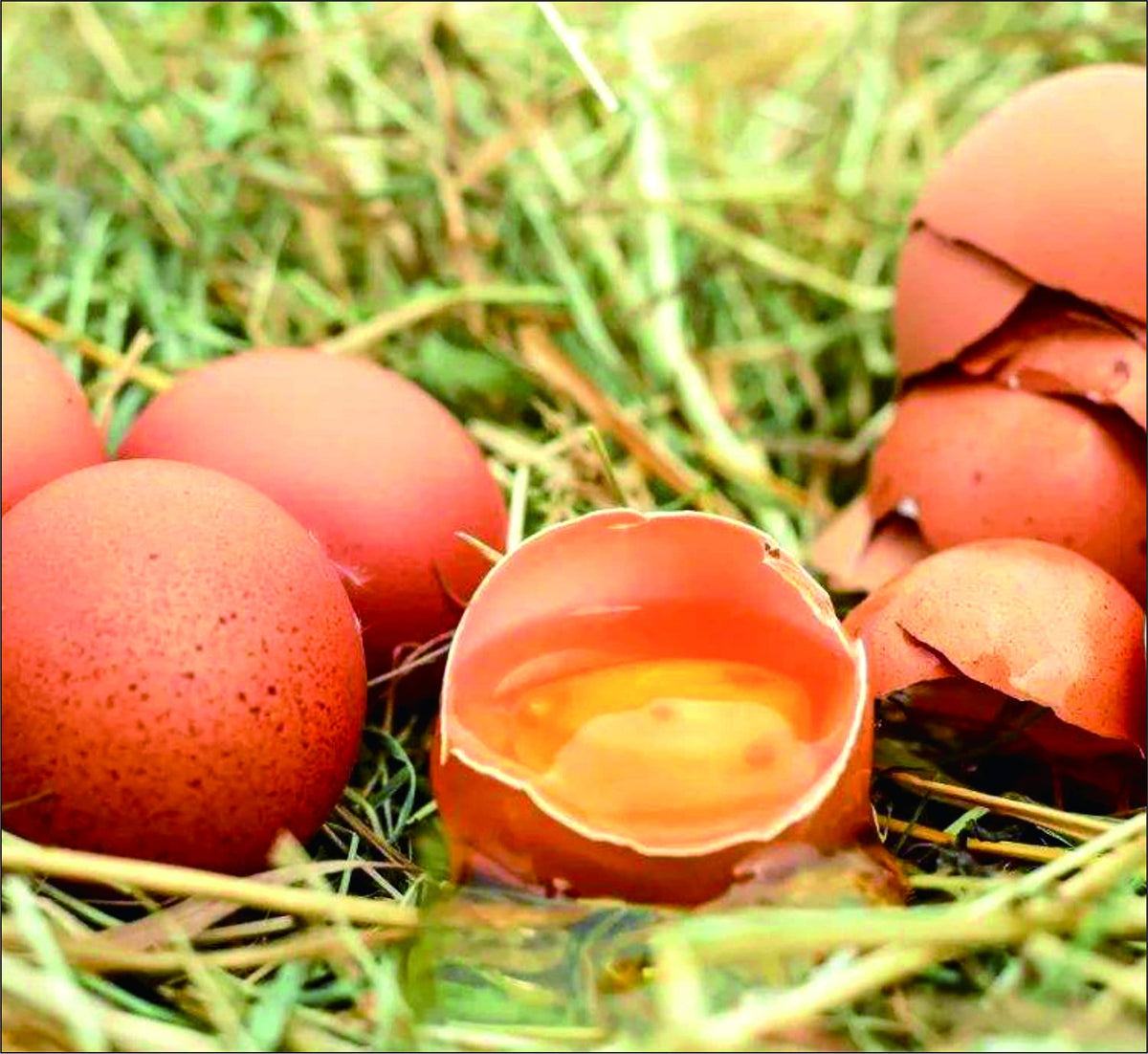 N2 mealworms fed to poultry such as chickens and ducks