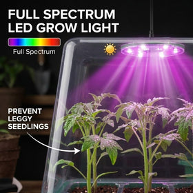 NACNO humidity dome atop seedling tray maintains stable moisture