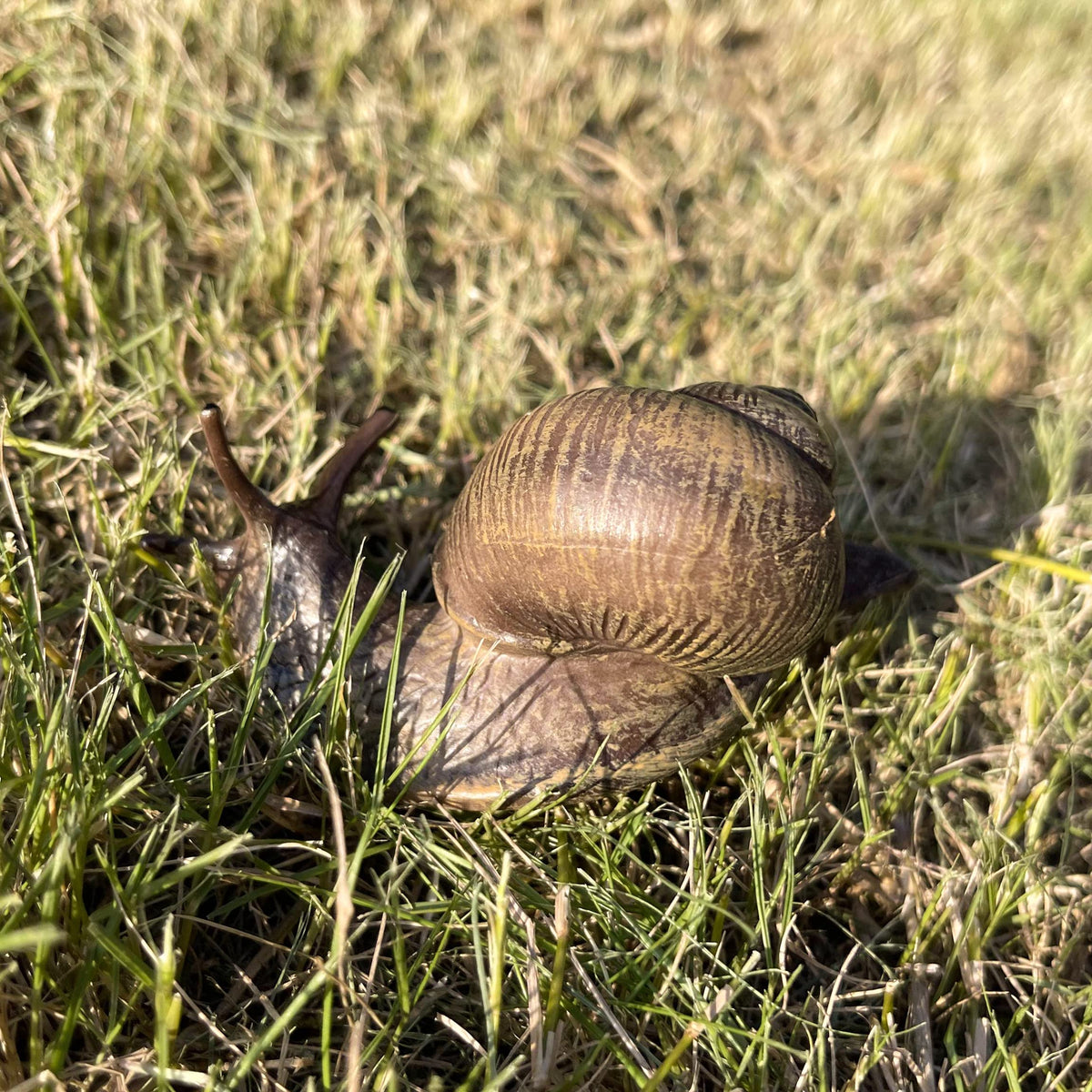 NAKIMO snail figurine for animal lovers and collectors.
