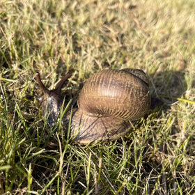 NAKIMO snail figurine for animal lovers and collectors.