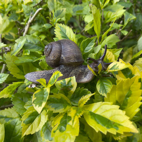 NAKIMO snail figurine, miniature size, ideal for tiny garden scenes.