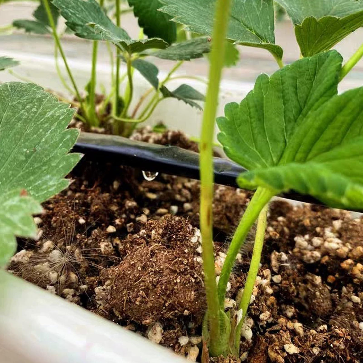 Nalwort 16mil irrigation tubing offers durable, long-lasting support for outdoor watering.