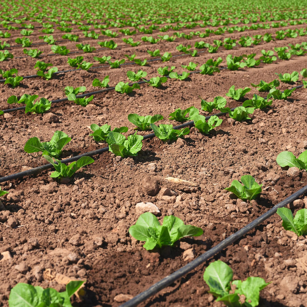 Nalwort UV-resistant drip hose withstands sun exposure for reliable outdoor use.