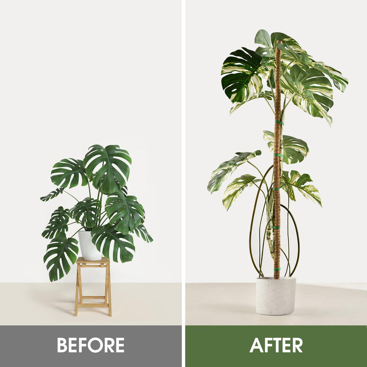 NATSUKY bendable moss pole in action supporting Monstera vines.