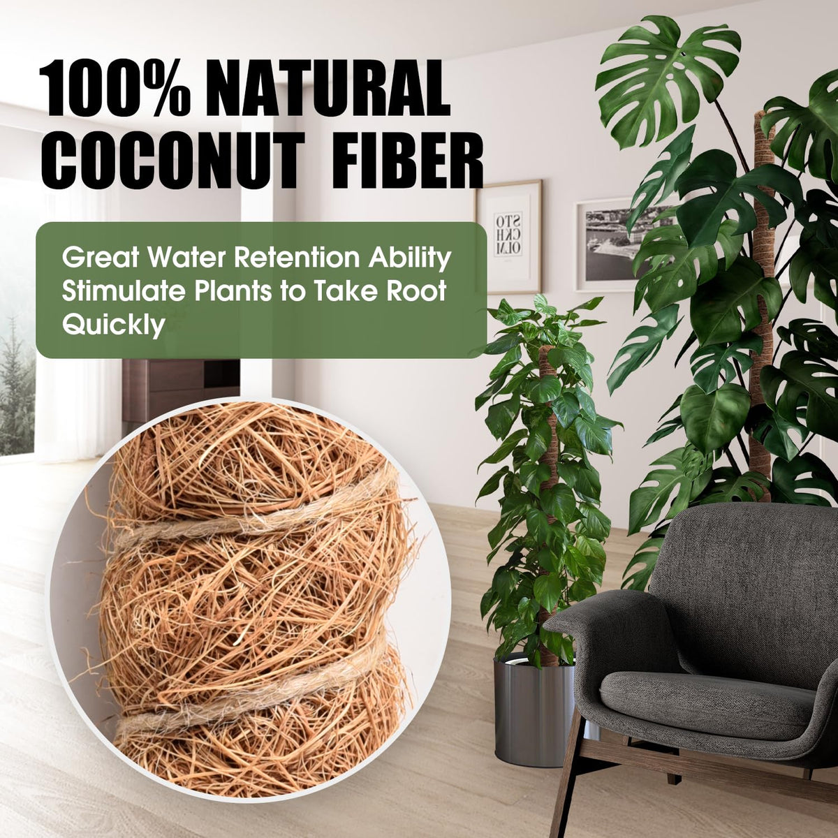 NATSUKY indoor plant support system keeps creepers upright