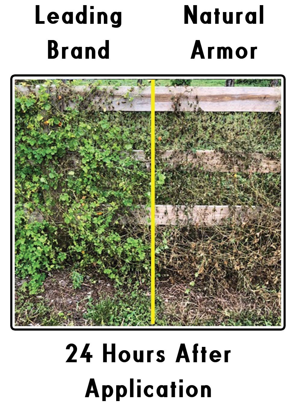 Natural Armor weed killer spray used on a sidewalk crack for quick results