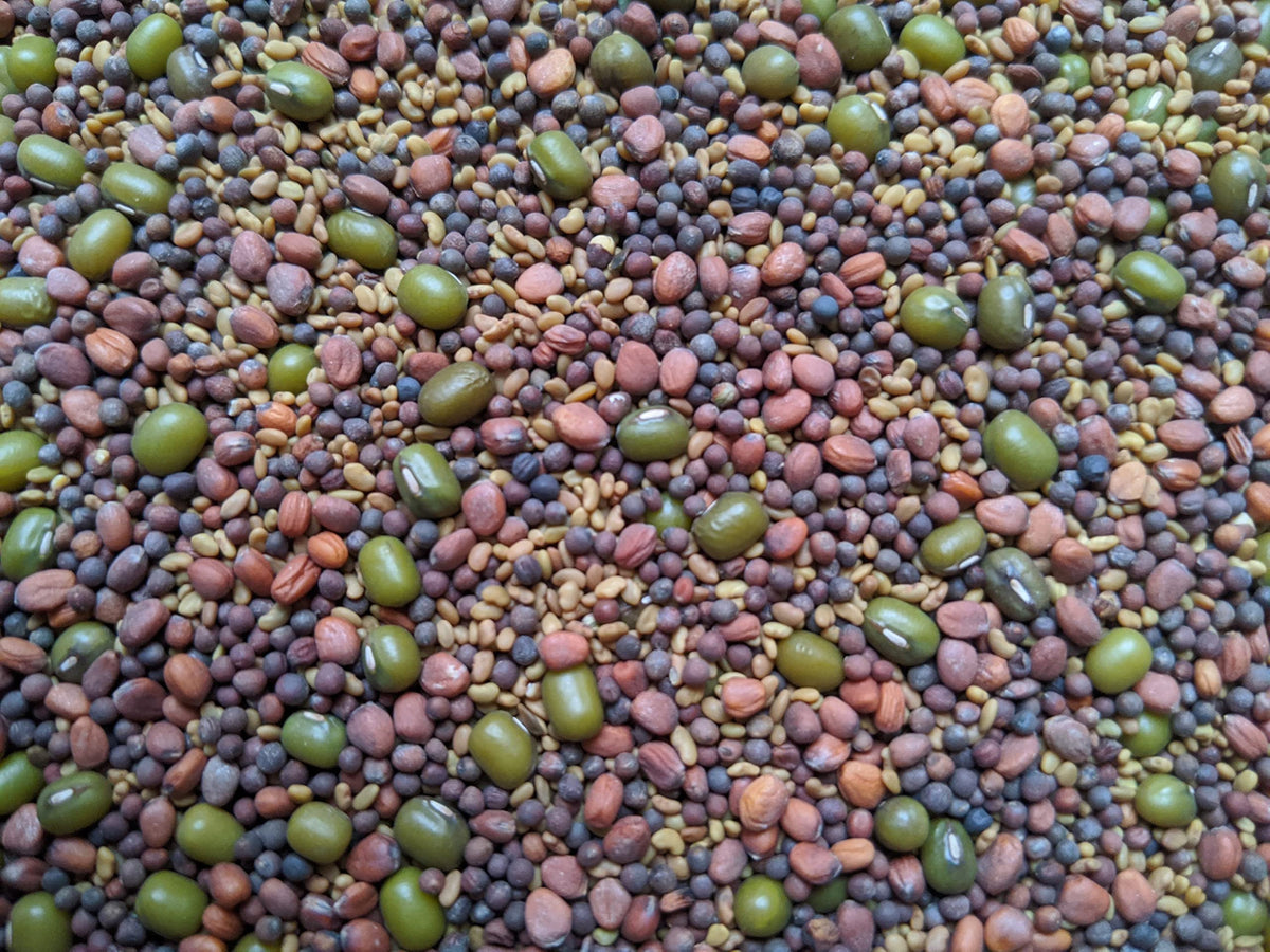 Natural Roots salad mix seeds in a bag, non-GMO and ready to sprout.