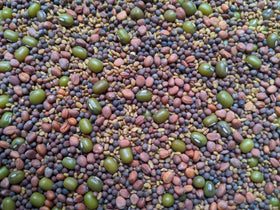 Natural Roots salad mix seeds in a bag, non-GMO and ready to sprout.