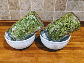 Natural Roots salad mix seeds in a kitchen setup for quick, nutritious additions.