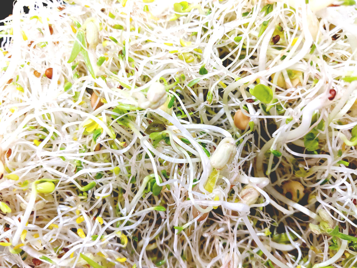 Natural Roots salad mix seeds USA-made label, ideal for home sprouting.