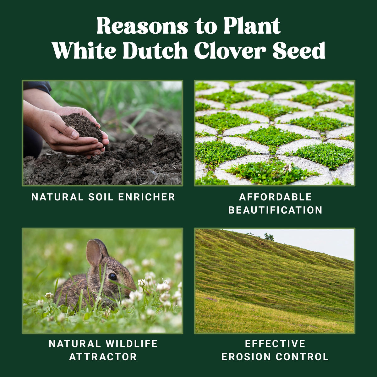 Nature’s Seed pollinator-friendly clover bloom attracts bees and butterflies.