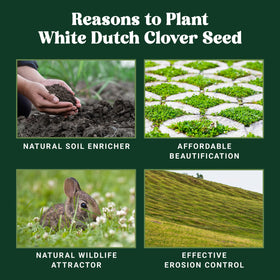 Nature’s Seed pollinator-friendly clover bloom attracts bees and butterflies.