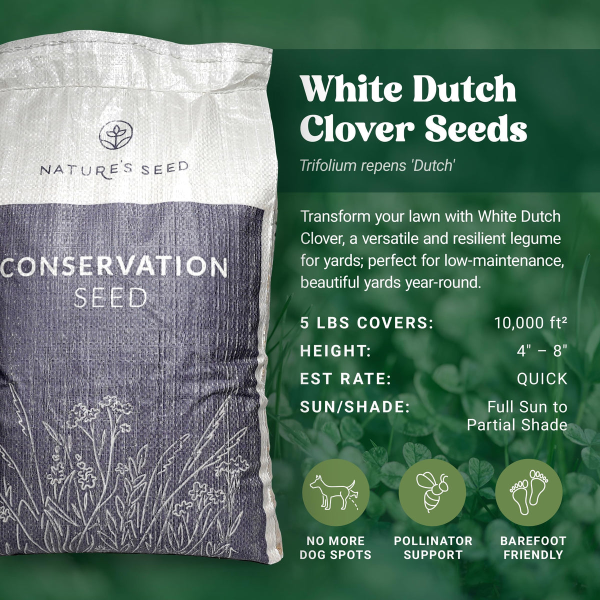 Nature’s Seed White Dutch Clover lawn patch showing year-round color and soft texture.