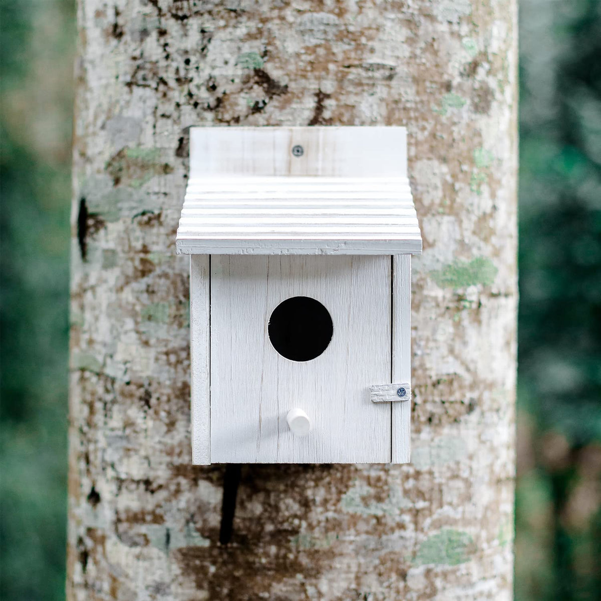 Natureylwl compact bird house measures 5.9 by 5.9 by 8.6 inches.
