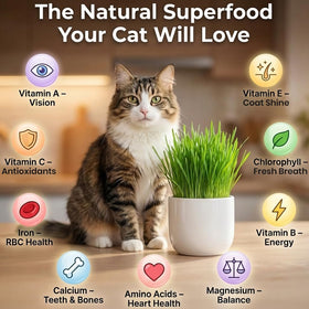 NatureZ Edge barley oat grass mix provides varied textures for indoor kitty lawns.