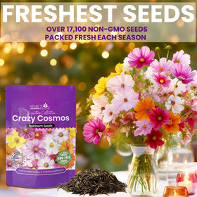 NatureZ Edge bright lights cosmos seeds for tall colorful blooms