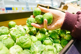 NatureZ Edge Brussel Sprouts Seeds Catskill garden rows in full sun for healthy growth.