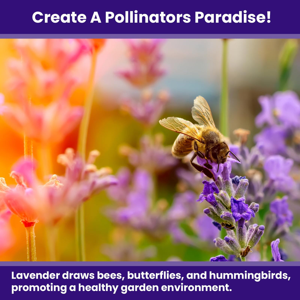 NatureZ Edge lavender thrives in sun with well-drained soil and drought tolerance