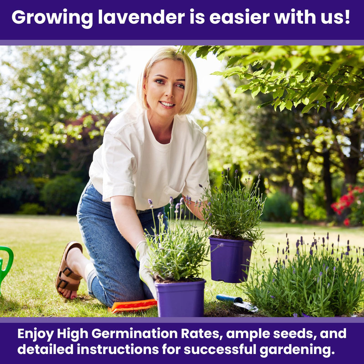 NatureZ Edge fragrant lavender blooms adding scent and border appeal