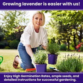 NatureZ Edge fragrant lavender blooms adding scent and border appeal