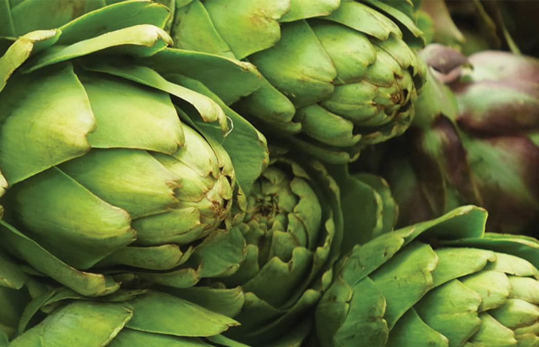 NatureZ Edge Green Globe artichoke plant with large buds ready for harvest.