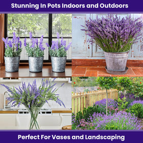 NatureZ Edge lavender seeds attract bees and butterflies for a lively garden
