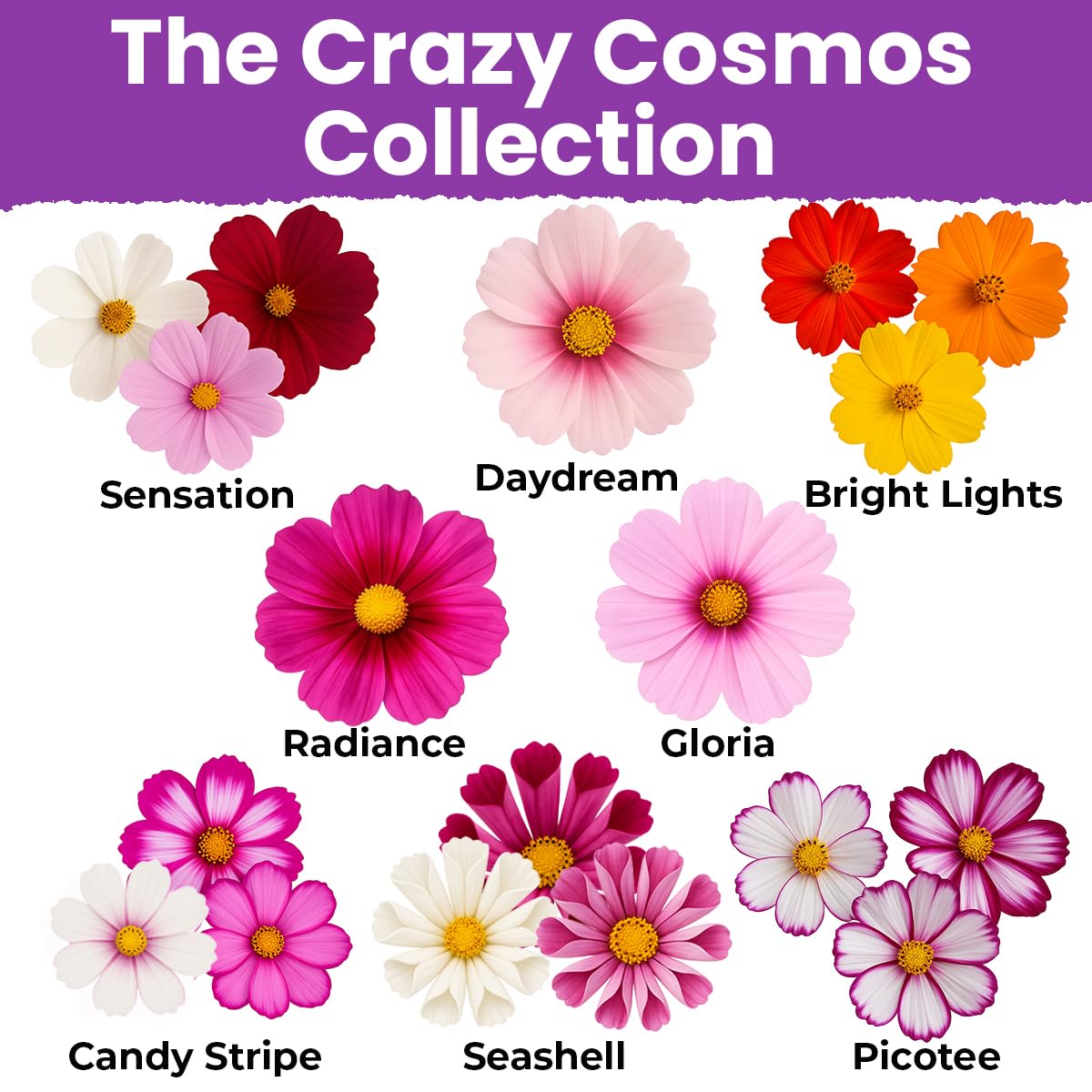 NatureZ Edge sensation cosmos seeds with eye-catching varieties