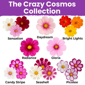 NatureZ Edge sensation cosmos seeds with eye-catching varieties