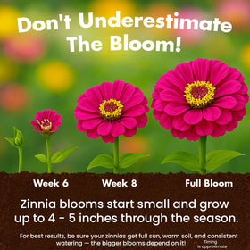 NatureZ Edge zahara-zinnia-seed flower cluster bright color for mixed borders.