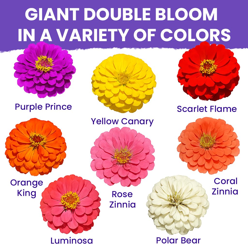NatureZ Edge zinnia seeds garden bed view highlighting easy growth and versatile display.
