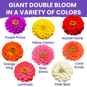 NatureZ Edge zinnia seeds garden bed view highlighting easy growth and versatile display.
