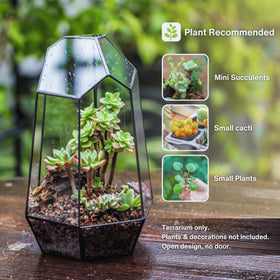 NCYP black irregular glass terrarium no door, ideal for mini succulents on a desk.
