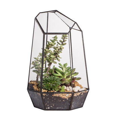 NCYP geometric glass terrarium no door on shelf, compact display for small plants.
