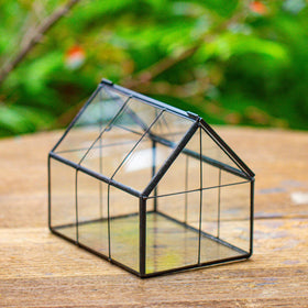 NCYP glass terrarium for windowsill shows cacti with elegance.