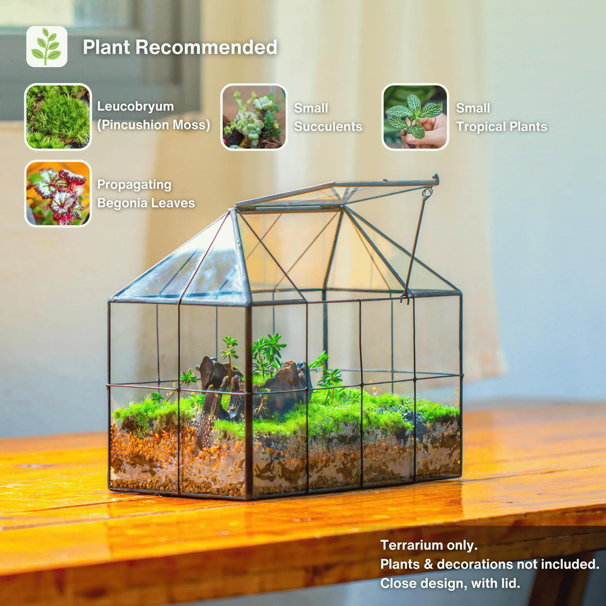 NCYP glass terrarium lid top view shows seal and accessibility.