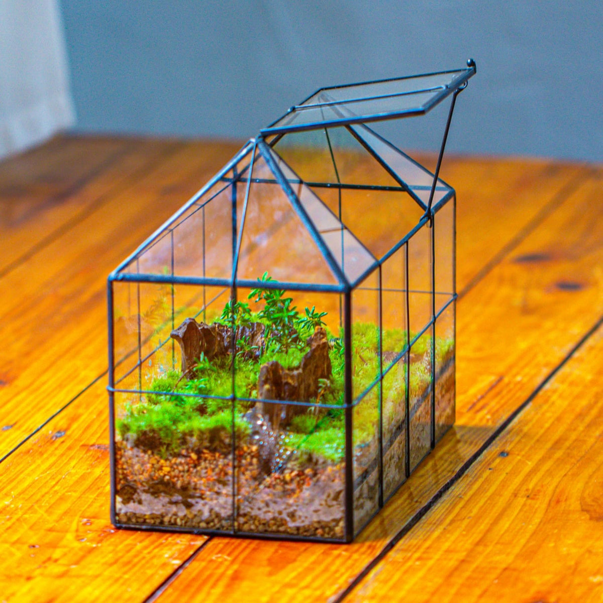 NCYP terrarium interior misting scene demonstrates gentle humidity control.
