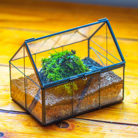 NCYP house-shaped terrarium lid closed, ideal for desk display.