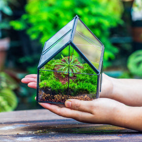 NCYP terrarium with open lid facilitates quick plant swaps.
