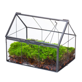 NCYP mini glass terrarium with lid, house shape, perfect for tiny succulents.