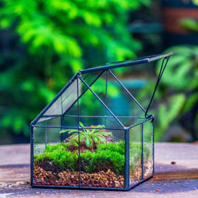 NCYP mini terrarium ideal for windowsill display with natural light.