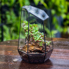 NCYP modern geometric terrarium decor for office and living spaces.
