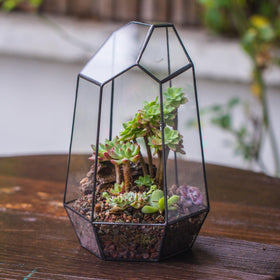 NCYP small cactus terrarium suitable for windowsill display.