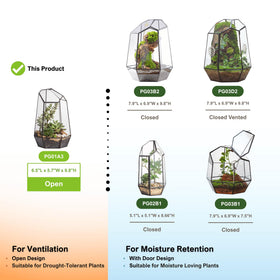 NCYP tabletop indoor garden terrarium enhances office decor.