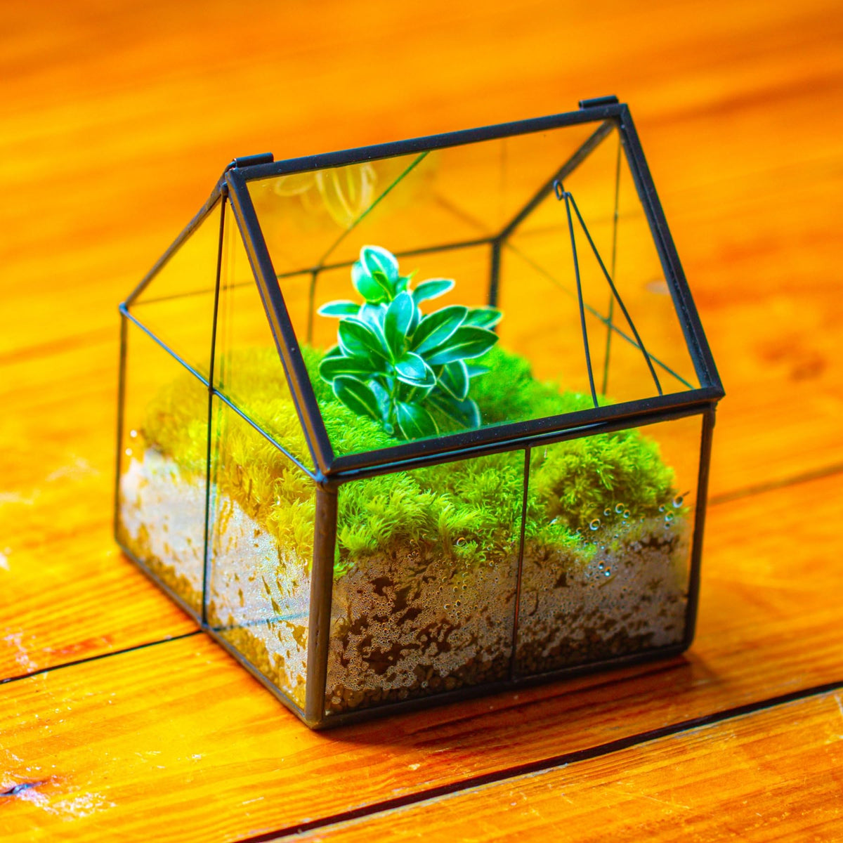 NCYP container offers a compact centerpiece for small spaces and offices.