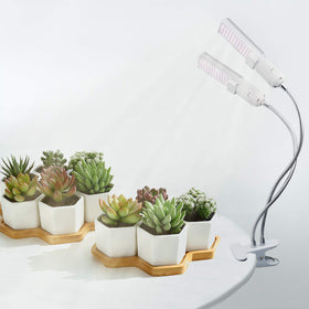 Necgemlex indoor vegetable growth setup under sun-like spectrum