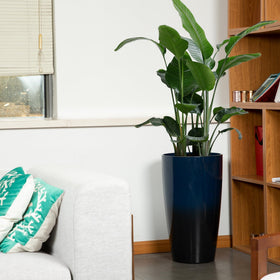 Neoaider dark-blue tall planter close-up shows smooth ceramic-like surface.