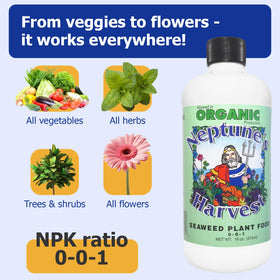Foliar spray onto foliage using Neptune’s Harvest Seaweed Plant Food.