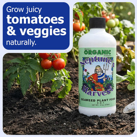 Garden vegetables benefit from Neptune’s Harvest Seaweed Plant Food and healthy soil.