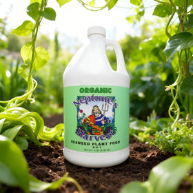 Lawn application of Neptune’s Harvest Seaweed Plant Food for broad coverage