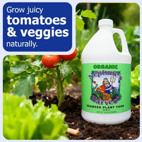 Outdoor garden bed receiving Neptune’s Harvest Seaweed Plant Food for vegetables and flowers